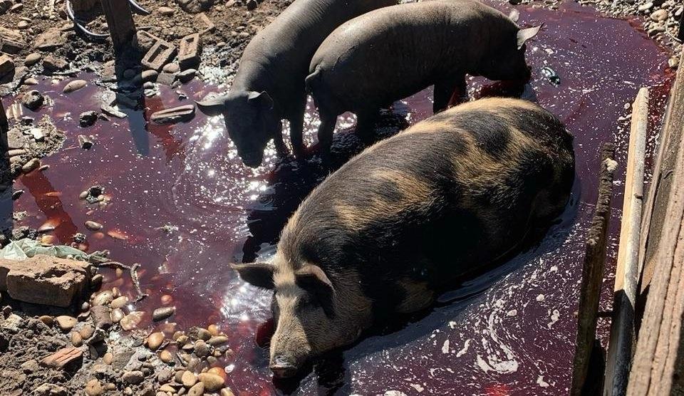 Três são presos por abate e comércio de carne clandestina em Paranaíba Três são presos por abate e comércio de carne clandestina em Paranaíba