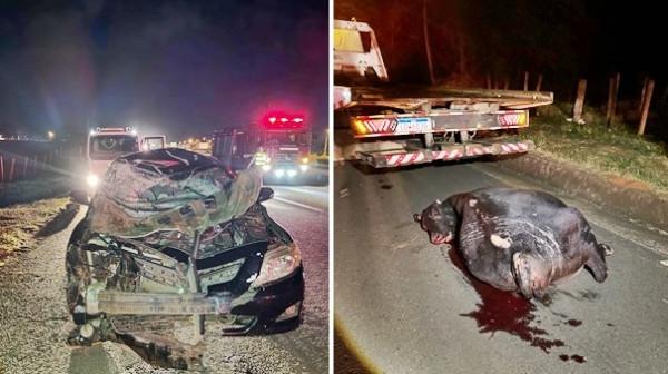 Acidente com boi e dois carros em Fernandópolis deixa quatro feridos