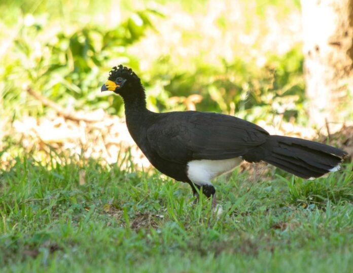 Arauco celebra a presença de espécies ameaçadas de extinção em suas florestas em MS