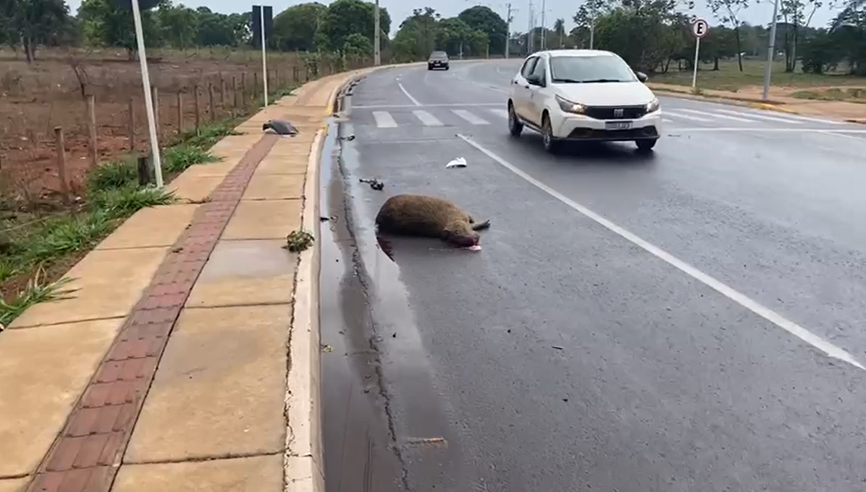 Capivara é morta após ser atropelada na orla da 2º Lagoa de Três Lagoas 