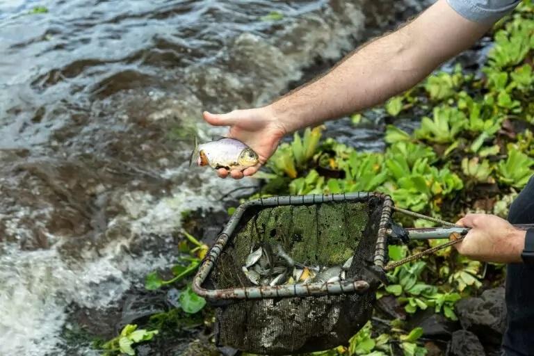 CTG Brasil solta 750 mil peixes das espécies curimbatá e pacu no rio Paraná