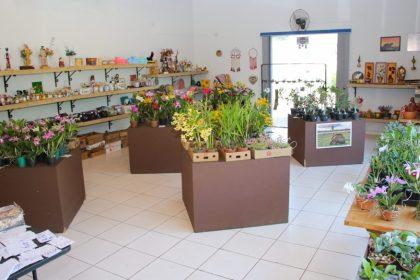 Exposição de Orquídeas e Rosas do Deserto acontece nesta quinta e sexta-feira na Casa do Artesão
