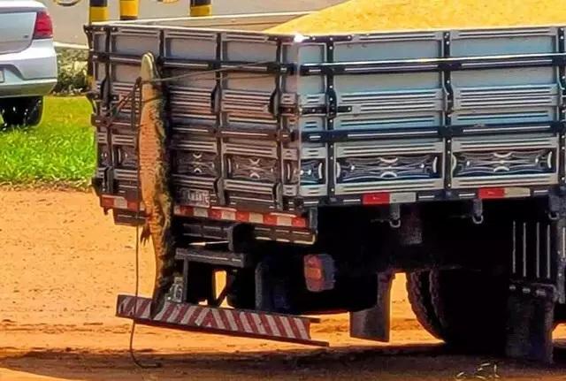 Jacaré é capturado em pátio de cooperativa e amarrado na carroceira de veículo 