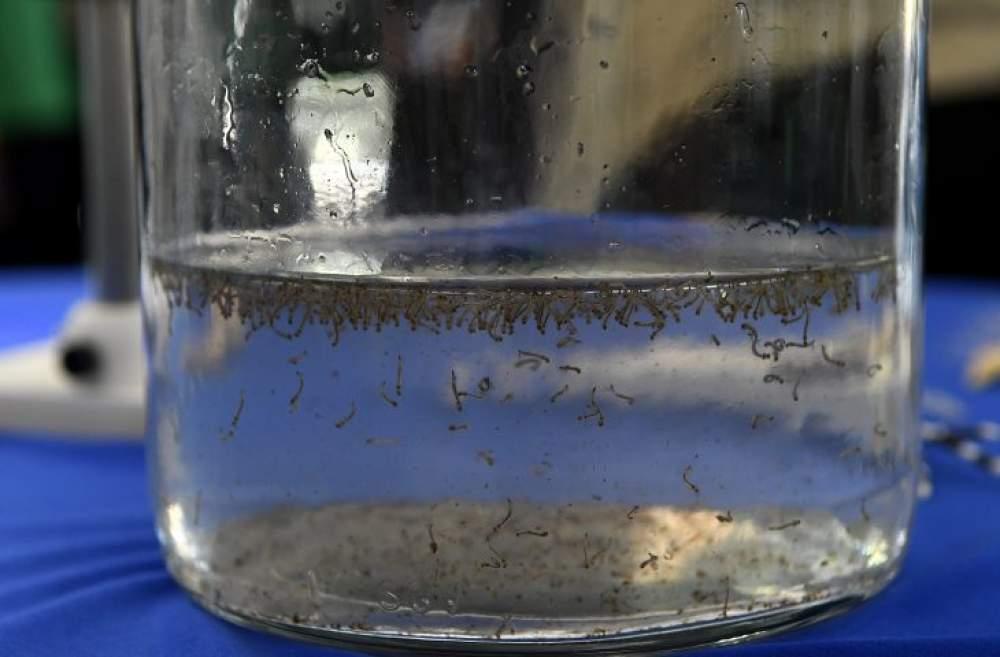 MS registra 15.913 casos confirmados de dengue