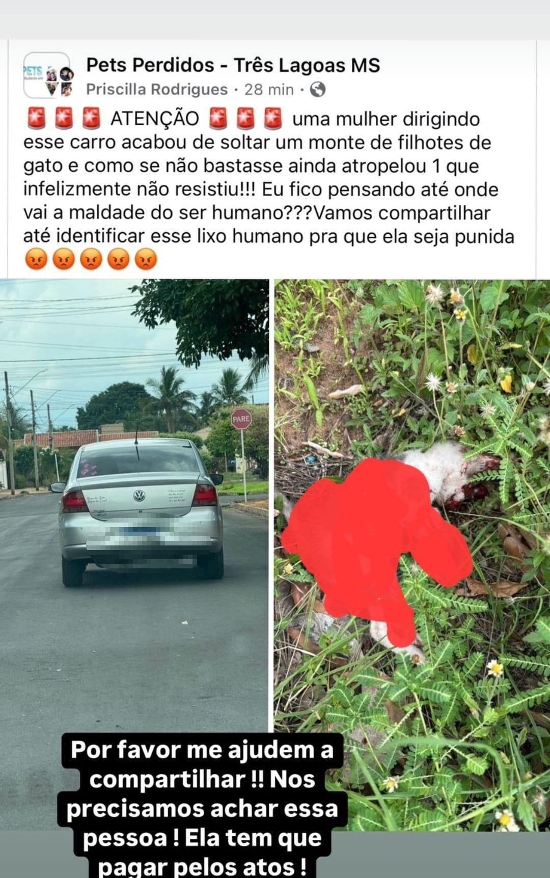 Mulher que abandonou filhotes de gatos e matou um deles atropelado causa revolta nas redes sociais Mulher que abandonou filhotes de gatos e matou um deles atropelado causa revolta nas redes sociais