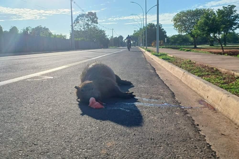 Capivara é atropelada devido à falta de Iluminação e desatenção de motorista Capivara é atropelada devido à falta de Iluminação e desatenção de motorista