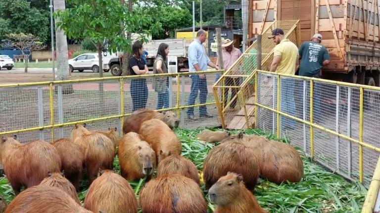 SEMEA realiza manejo de capivaras na Lagoa Maior