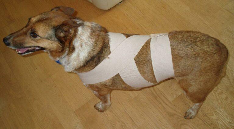 Fogos de Artifício: Como Proteger os Animais do Medo e do Estresse nas Festas de Fim de Ano