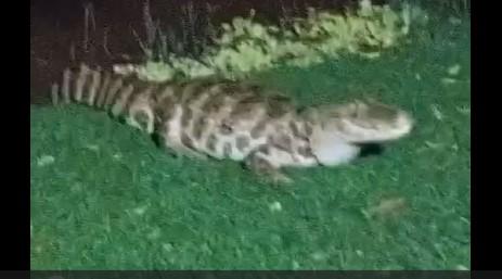 Após chuva forte em Três Lagoas, até Jacaré aparece na Lagoa Maior 