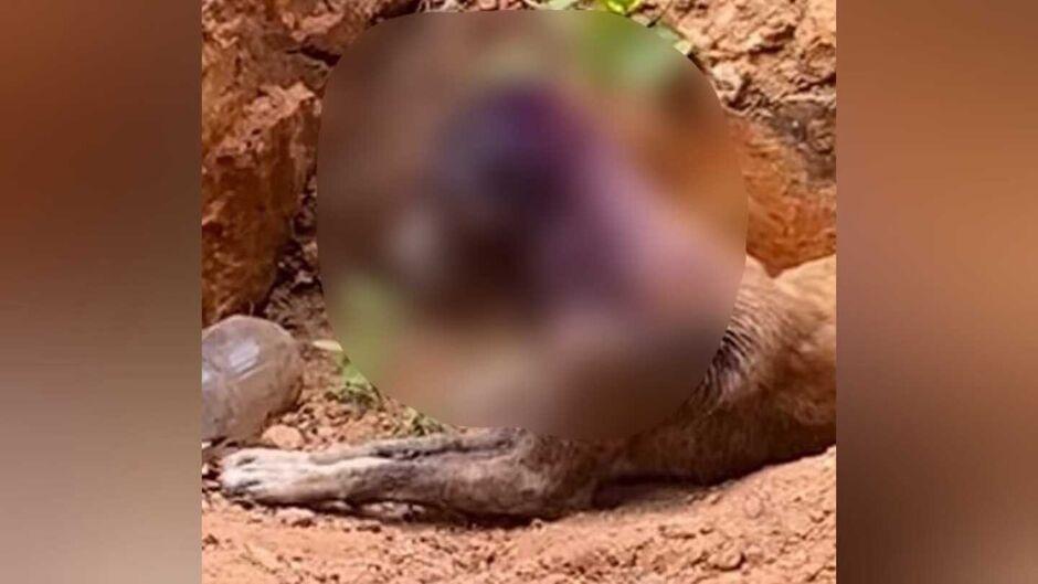 Cães são resgatados com sarna, desnutrição e lesões em Corumbá; mulher foi presa