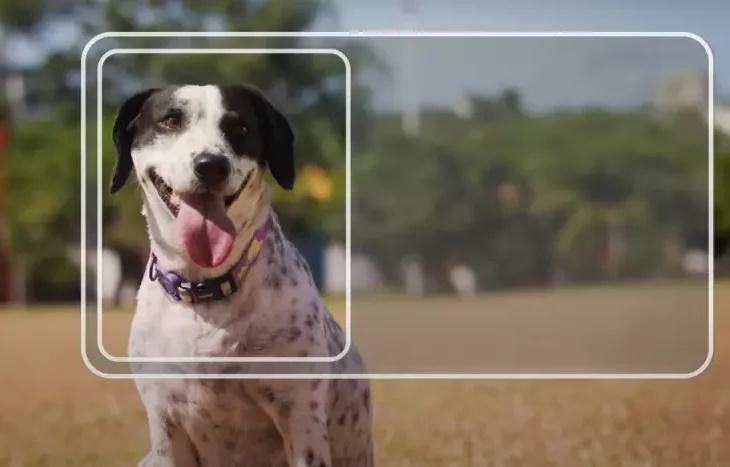 Carteira nacional para pets chega a MS para facilitar controle e a proteção animal