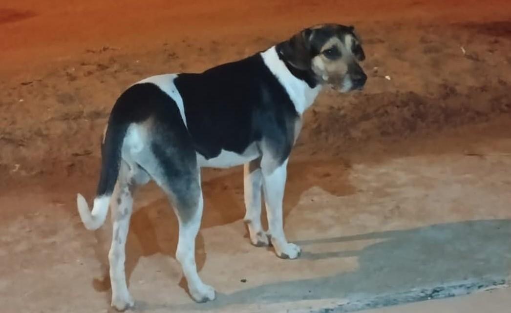 Criança chora pelo sumiço de Thor: ajude a encontrá-lo e traga alívio à família
