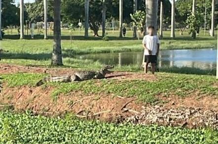 Em Três Lagoas, jacaré aparece na Lagoa e uma criança ignora perigo Em Três Lagoas, jacaré aparece na Lagoa e uma criança ignora perigo