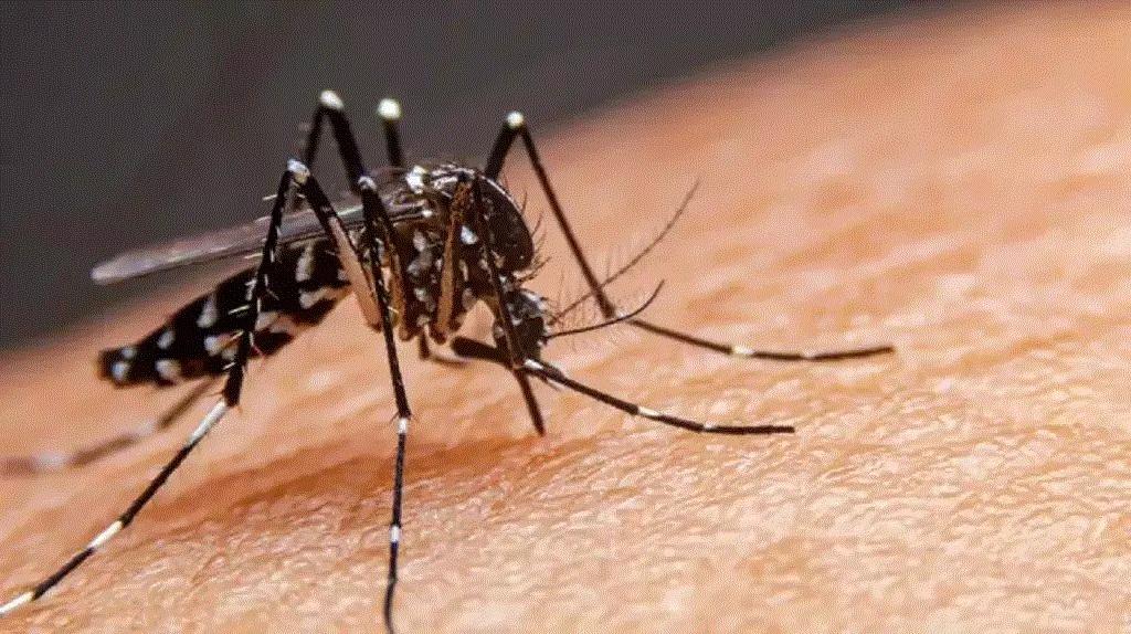 Mato Grosso do Sul registra 16.125 casos confirmados de dengue. 30 óbitos confirmados Mato Grosso do Sul registra 16.125 casos confirmados de dengue. 30 óbitos confirmados