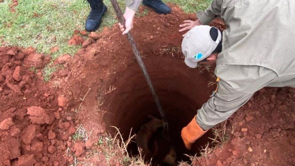 Três cachorros caem em buraco e precisam ser içados durante resgate em Chapadão do Sul
