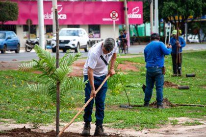 Três Lagoas planta mais de 1400 árvores e supera meta de mil novas mudas em 2024