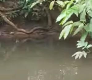 Sucuri Gigante é Avistada nas Margens do Rio Sucuriú em Três Lagoas Sucuri Gigante é Avistada nas Margens do Rio Sucuriú em Três Lagoas