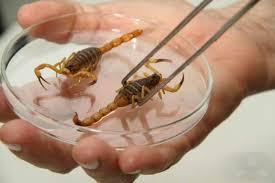 Alerta no Verão: Escorpiões invadem bairros de Três Lagoas Alerta no Verão: Escorpiões invadem bairros de Três Lagoas