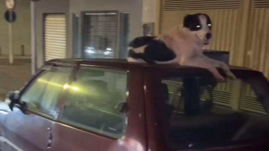 Cachorro protege carro contra Cachorro protege carro contra 'pébas' em Campo Grande