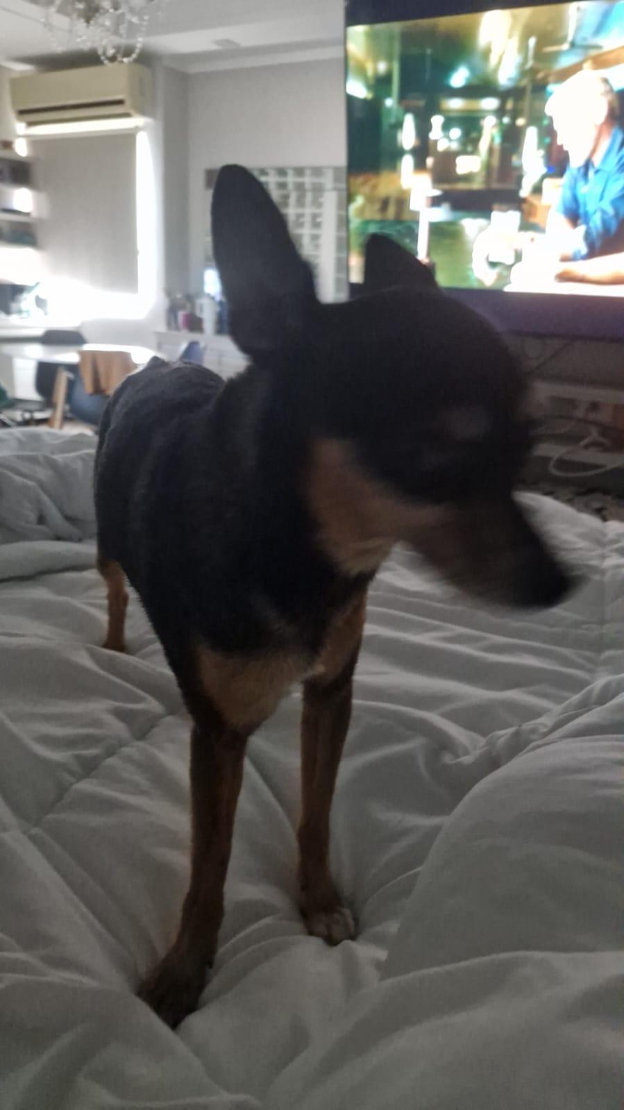 Cãozinho Zé é encontrado e volta para casa: Radialista Toninha Campos agradece população por apoio