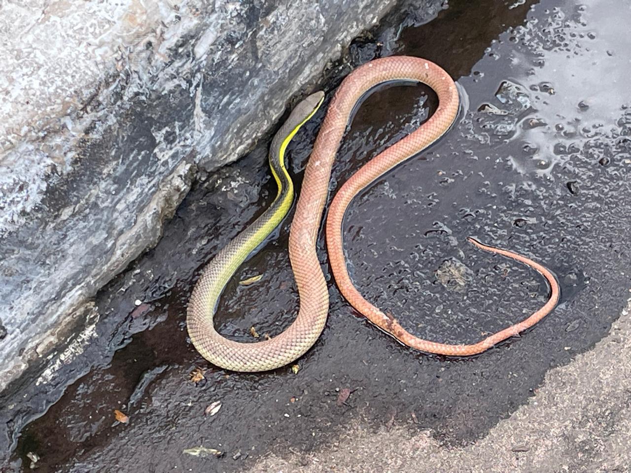 Cobra aparece na área central e mobiliza PM e PMA em Três Lagoas Cobra aparece na área central e mobiliza PM e PMA em Três Lagoas