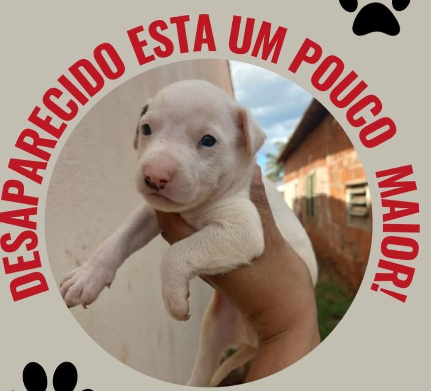 Desaparecido: Família oferece recompensa por pitbull branco sumido em Três Lagoas Desaparecido: Família oferece recompensa por pitbull branco sumido em Três Lagoas