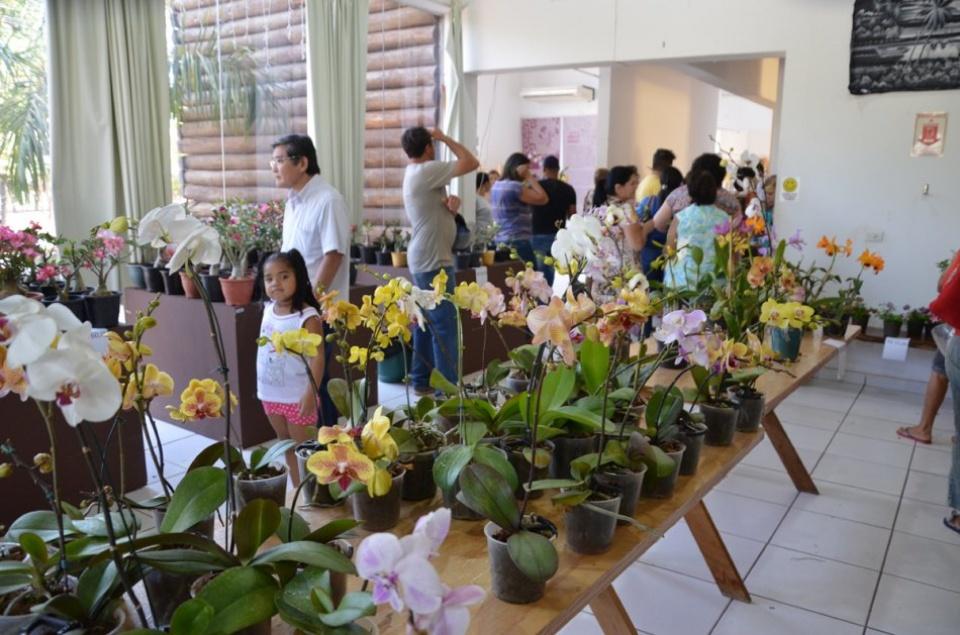 Encante-se com a beleza: Exposição de Orquídeas e Rosas do Deserto acontece em Três Lagoas
