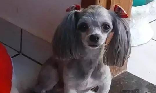 Família busca desesperadamente por cachorrinha desaparecida em Três Lagoas Família busca desesperadamente por cachorrinha desaparecida em Três Lagoas