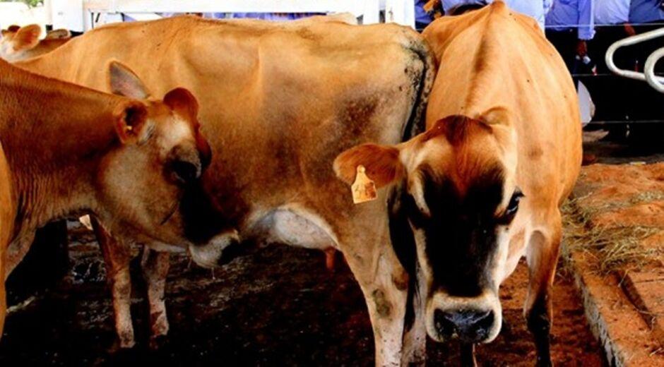 Homem tenta estuprar vaca, leva coice e morre com camisinha no pênis Homem tenta estuprar vaca, leva coice e morre com camisinha no pênis
