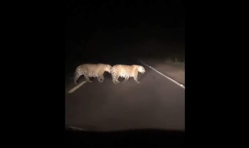 Onças-Pintadas são vistas em rodovia na região de Três Lagoas Onças-Pintadas são vistas em rodovia na região de Três Lagoas