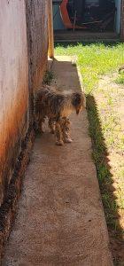 Polícia Civil resgata cachorro em estado deplorável após denúncia anônima em Santa Rita do Pardo Polícia Civil resgata cachorro em estado deplorável após denúncia anônima em Santa Rita do Pardo