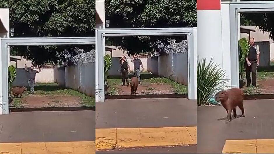 'Só queria um empréstimo': capivara é 'expulsa' de agência bancária em Terenos