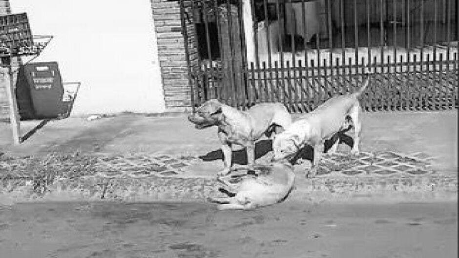 Tutora de pitbulls que atacaram e mataram cão é indiciada em Chapadão do Sul
