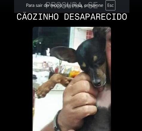 Você viu o Zé? Cachorrinho está desaparecido e família oferece recompensa