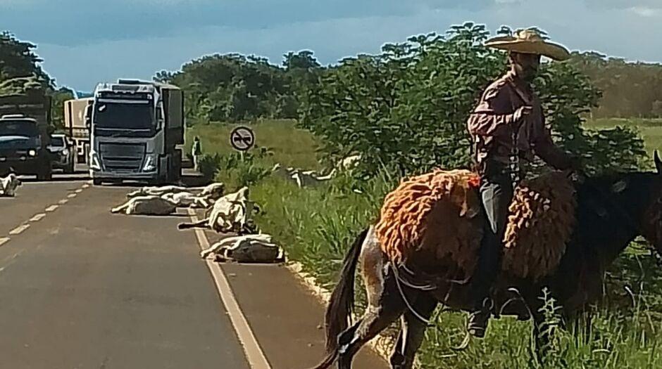 Acidente impressionante: Caminhoneiro atropela rebanho e mata 13 bois na MS-040; vídeo viraliza na Internet Acidente impressionante: Caminhoneiro atropela rebanho e mata 13 bois na MS-040; vídeo viraliza na Internet