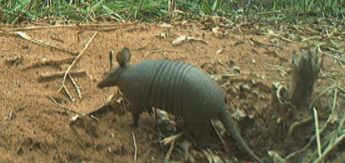 Em Três Lagoas, pesquisadores identificam a presença do tatu-mirim no Parque do Pombo Em Três Lagoas, pesquisadores identificam a presença do tatu-mirim no Parque do Pombo