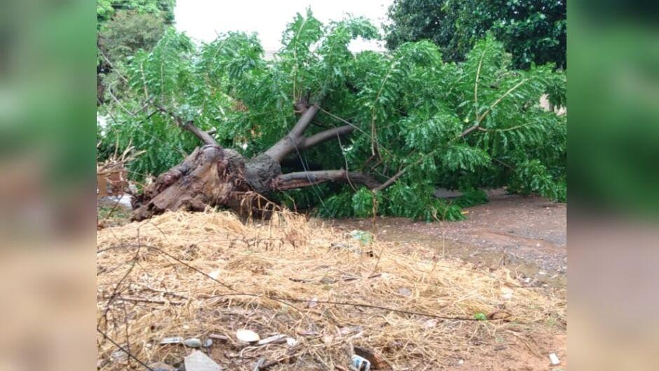 Idoso morre ao ser atingido por árvore durante corte em Campo Grande