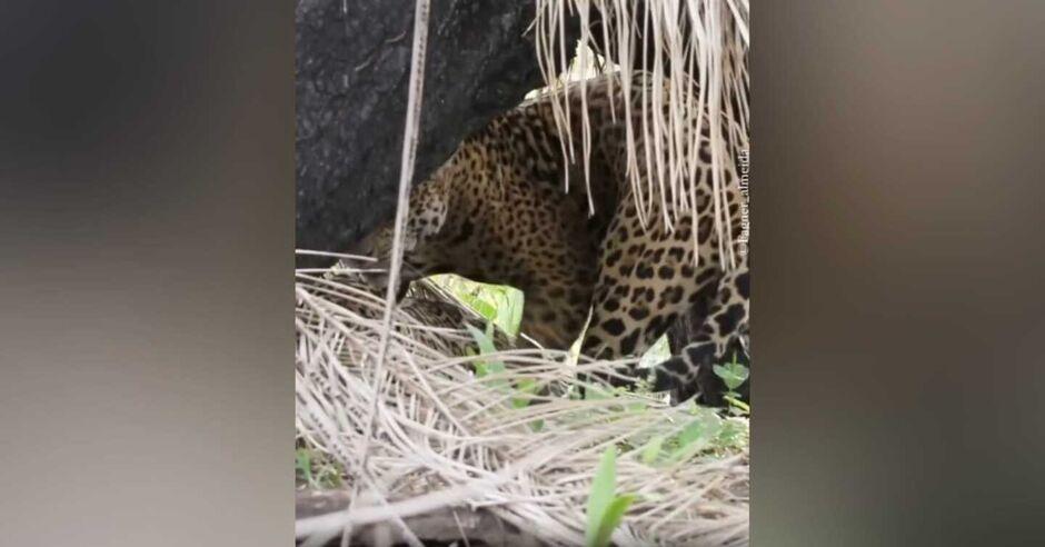 O amor está no ar: casal de onça-pintada é flagrado se acasalando no Pantanal
