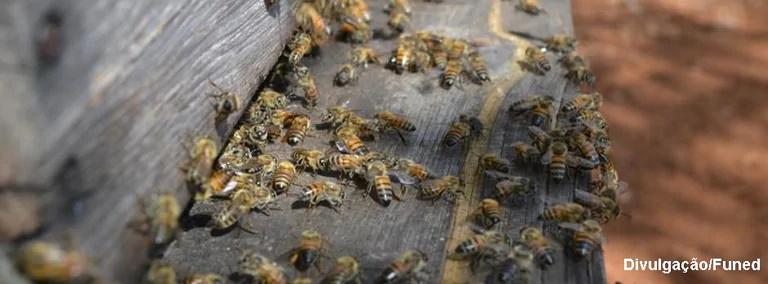 Trabalhador rural morre ao ser atacado por abelhas em Coxim-MS Trabalhador rural morre ao ser atacado por abelhas em Coxim-MS