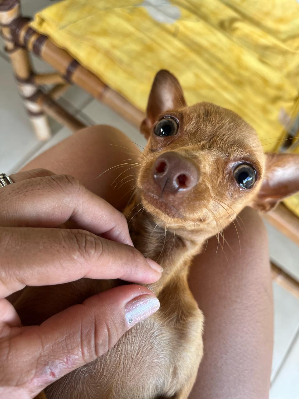 Você viu o Dominic? Família está desesperada e procura por pinscher desaparecido no bairro Oiti em Três Lagoas Você viu o Dominic? Família está desesperada e procura por pinscher desaparecido no bairro Oiti em Três Lagoas