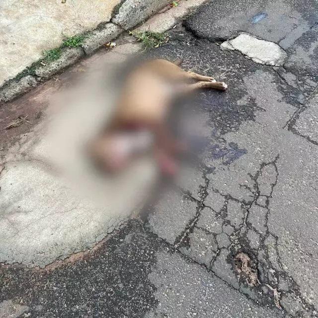 Policial atira e mata pitbull para salvar homem atacado na rua em MS Policial atira e mata pitbull para salvar homem atacado na rua em MS