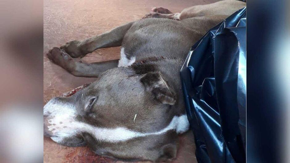 Rapaz mata pitbull a facadas após animal atacar cão de estimação em Amambai-MS