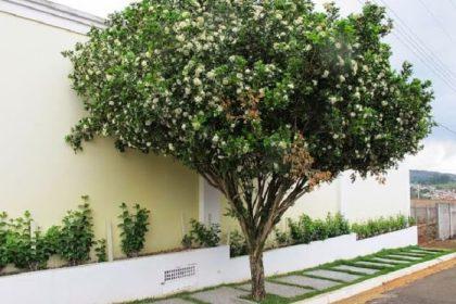 Prefeitura sanciona lei que proíbe plantio da espécie Murta em Três Lagoas