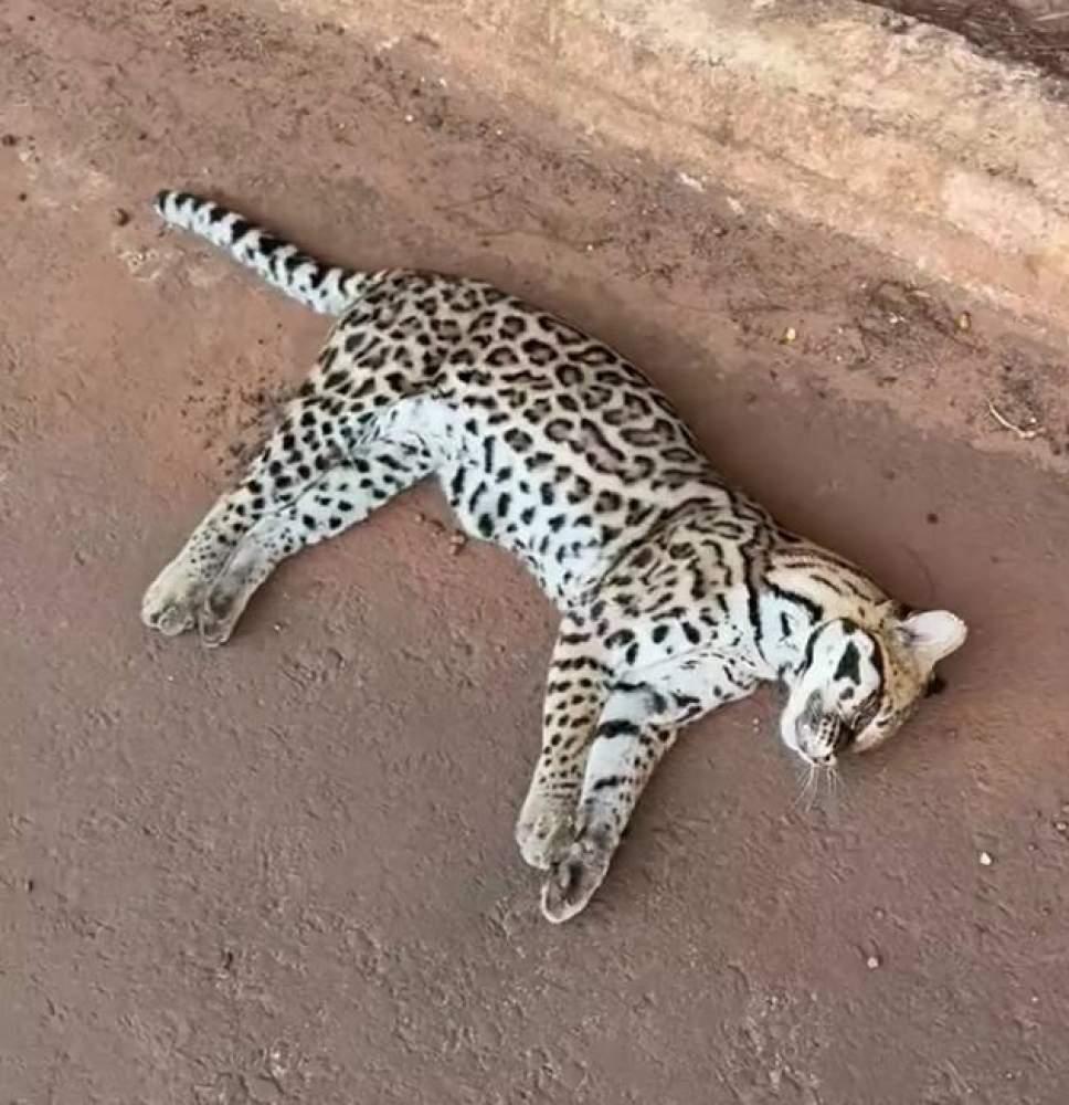 Dois filhotes de Jaguatirica são encontrados mortos em rodovias na região de Três Lagoas
