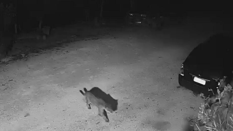 Onças aparecem e atacam animais domésticos, dessa vez em Ladário  