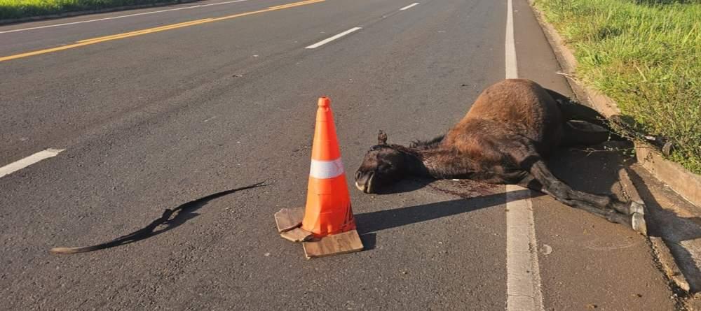 Animal atropelado na BR-262 vira armadilha na divisa entre MS e SP 