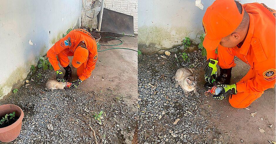 Gato com lata presa à cabeça mobiliza bombeiros em Corumbá  