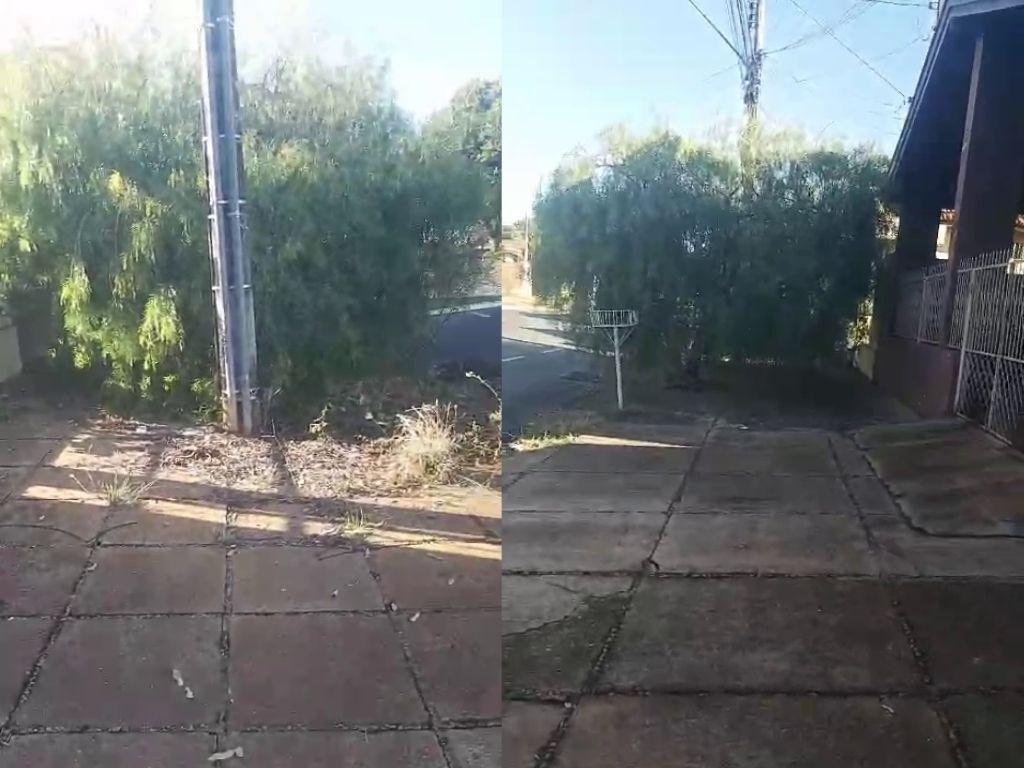 Moradores denunciam risco de acidentes por árvore no Nossa Senhora Aparecida