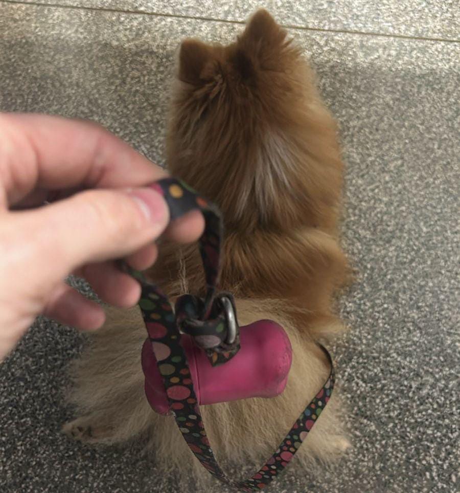 Nem cachorro escapa de ladrão: homem é preso em Três Lagoas com cão de raça e objetos furtados no Guanabara Nem cachorro escapa de ladrão: homem é preso em Três Lagoas com cão de raça e objetos furtados no Guanabara