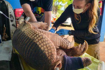 Nova captura de tatu-canastra no Parque do Pombo reforça a importância da unidade como refúgio para a biodiversidade Nova captura de tatu-canastra no Parque do Pombo reforça a importância da unidade como refúgio para a biodiversidade